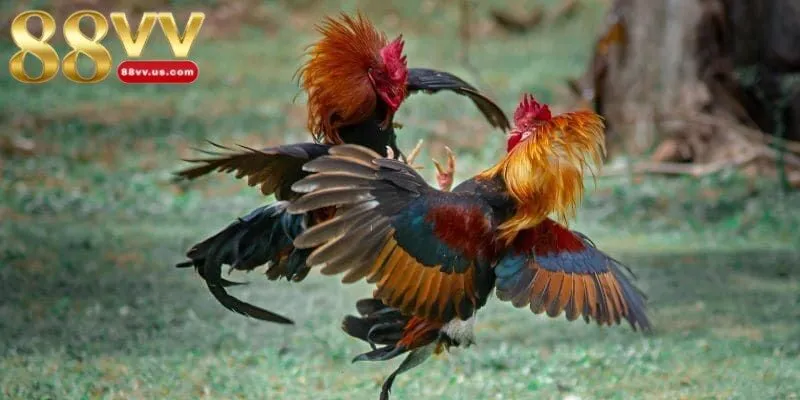 Đá gà cựa dao là sân chơi cá cược đỉnh cao