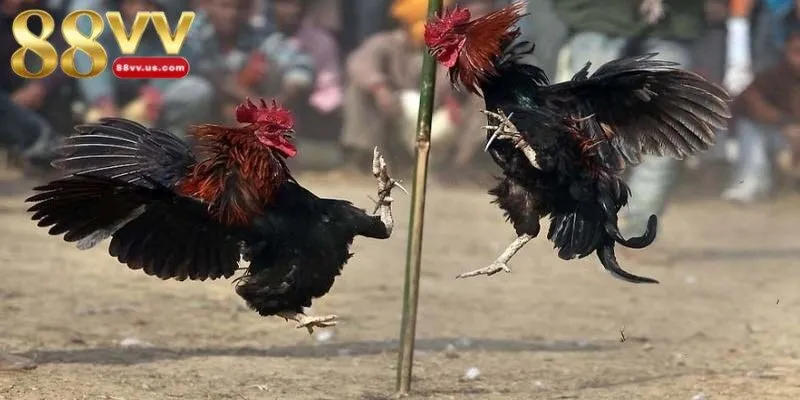 Đơn giản khi tham gia cá cược chiến kê hấp dẫn tại 88VV